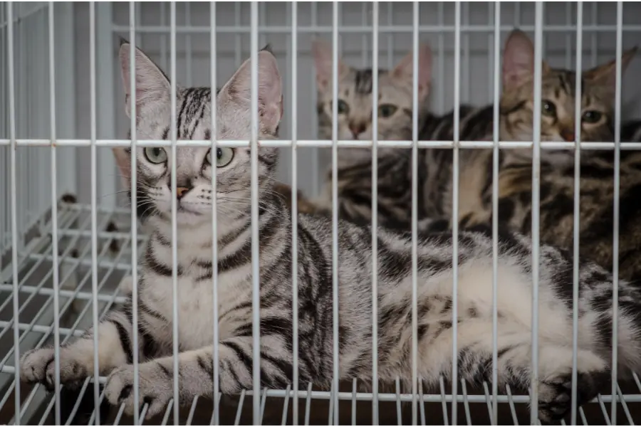 venda de animais venda de animais