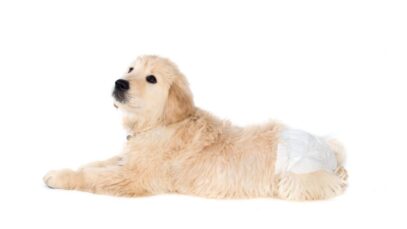 Absorvente canino como usar e para que serve absorvente canino