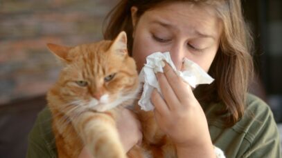 Alergia a gatos. Como lidar alergia a gatos