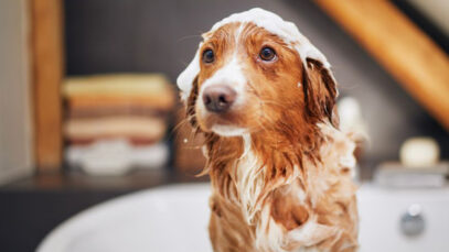 Capri Venture investe em startup pioneira em produtos veganos para cães produtos veganos para cães