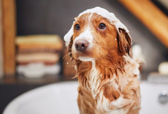 produtos veganos para cães