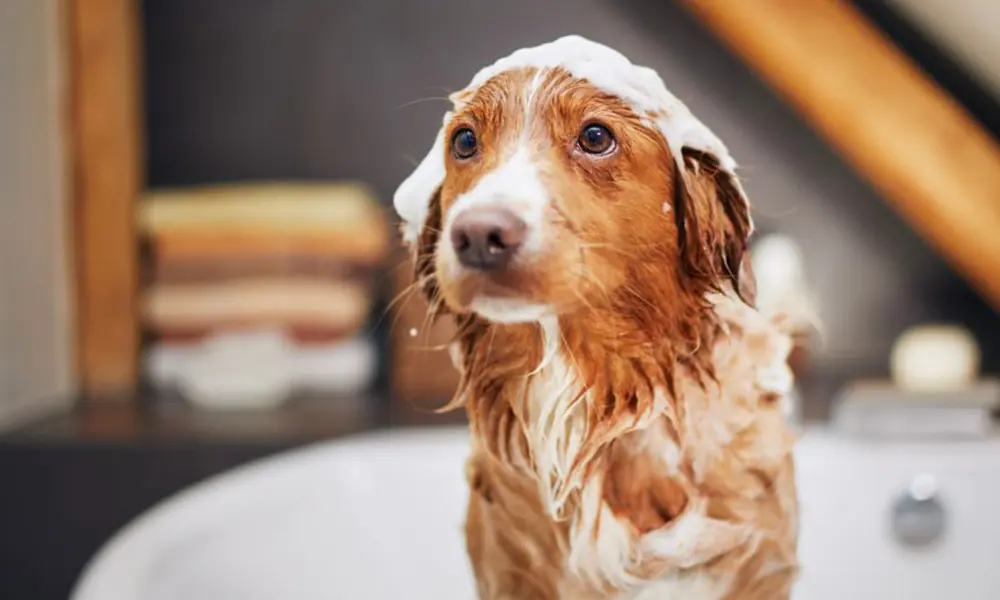 produtos veganos para cães