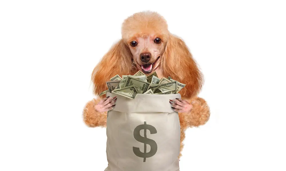 Mercado de ração animal