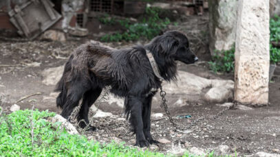 Rio ganhará unidades móveis de Samu veterinário Samu veterinário