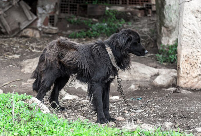 Samu veterinário