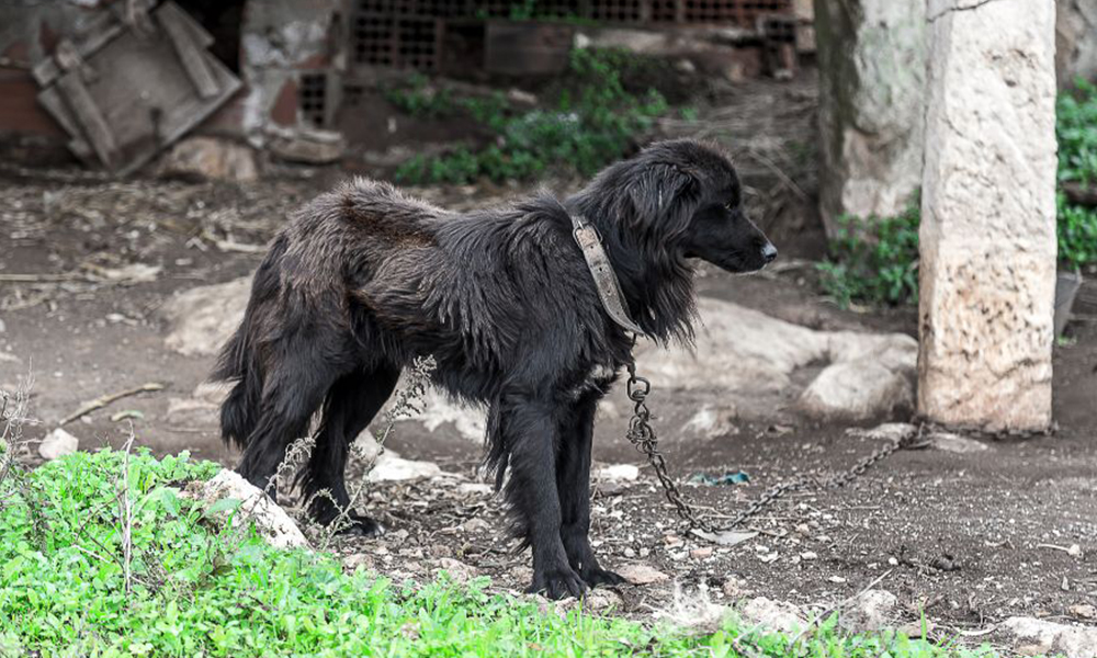 Samu veterinário