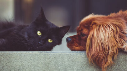 Vereadores não podem legislar sobre venda de animais em pet shops venda de animais em pet shops