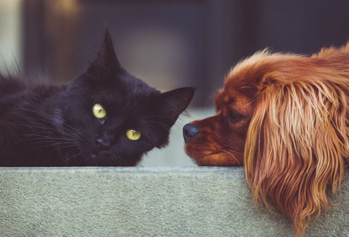 venda de animais em pet shops