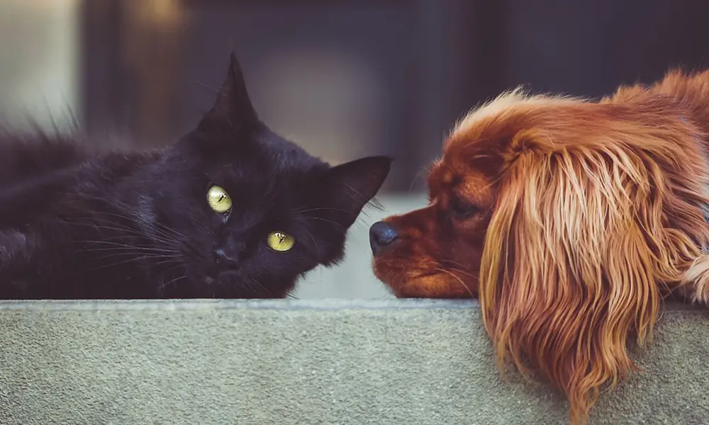 Vereadores não podem legislar sobre venda de animais em pet shops venda de animais em pet shops