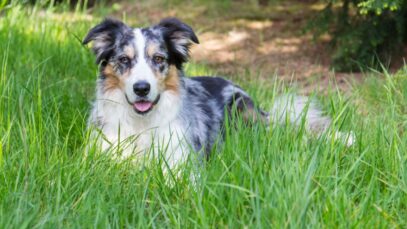 border collie blue merle