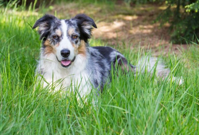 border collie blue merle