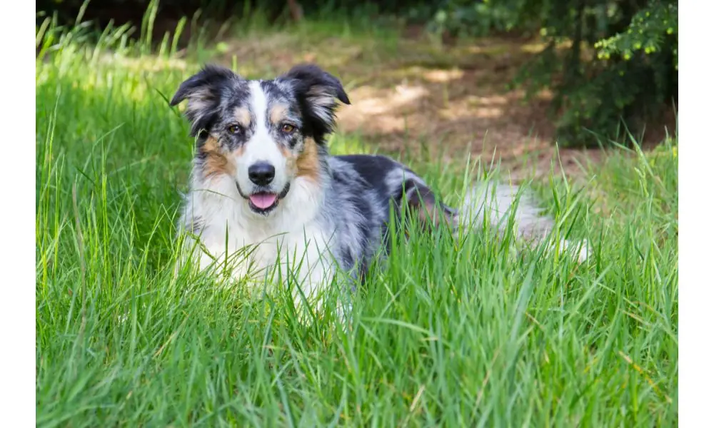 border collie blue merle