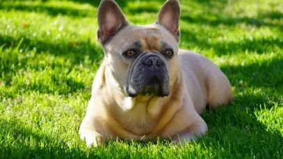 buldogue francês