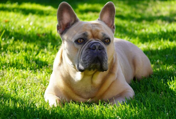 buldogue francês