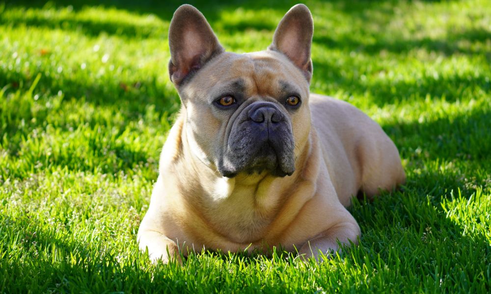 Atento Brindle Pet Bulldog Francês Com Olhos Grandes Olho Preguiçoso — Foto  © adogslifephoto #381043856