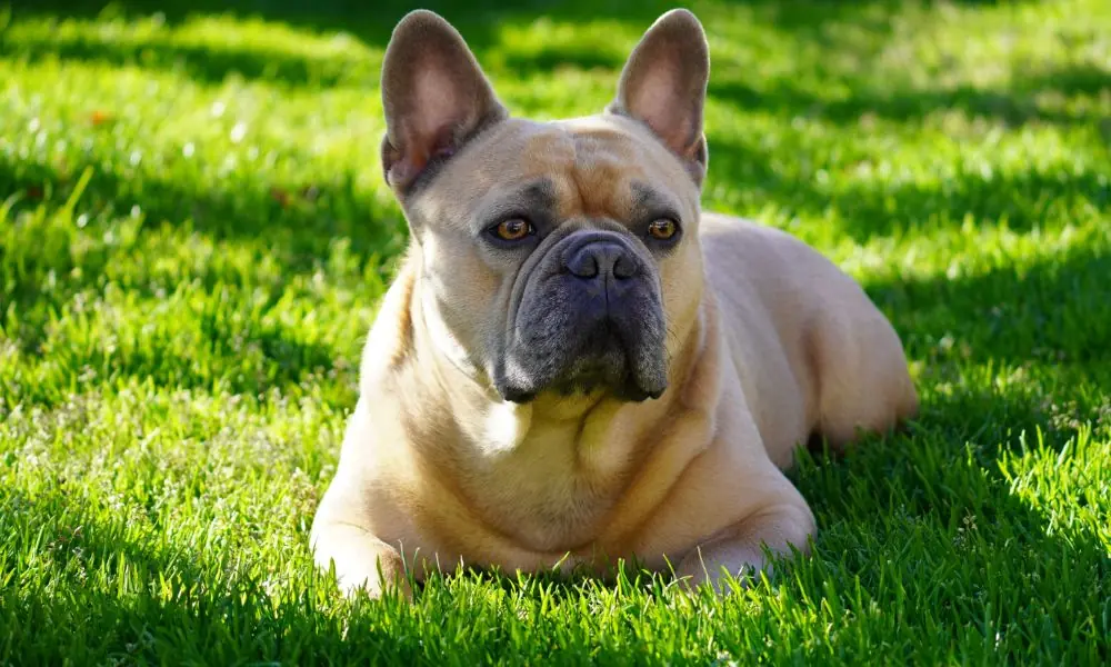 Buldogue francês de renegado a queridinho buldogue francês