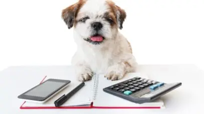 gastos com pets