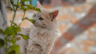 Gatos Angorá