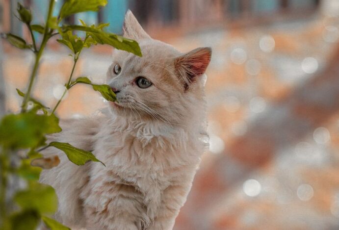 Gatos Angorá