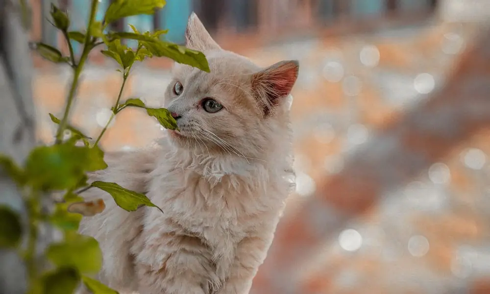 Conhecendo melhor os Gatos Angorá Gatos Angorá