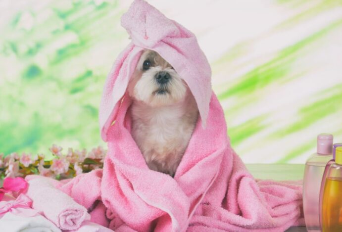 Cosméticos para pets