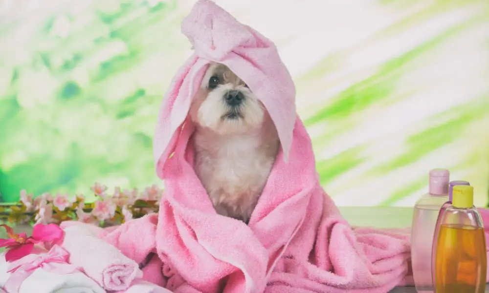 Cosméticos para pets devem crescer mais de 47% no Brasil Cosméticos para pets