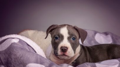 Pitbull filhote