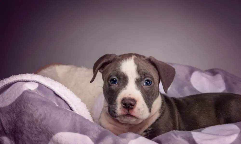 Pitbull filhote