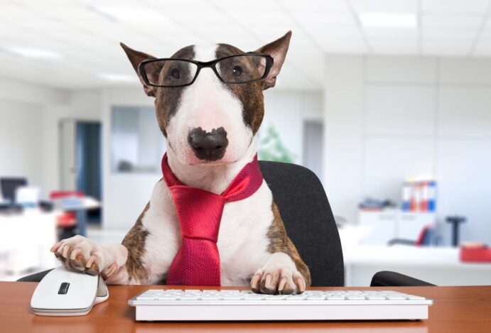 startups no mercado pet