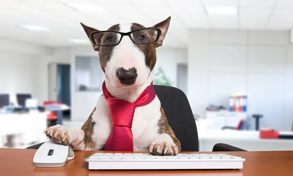 startups no mercado pet