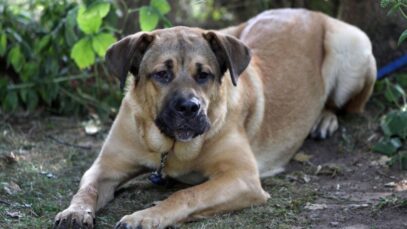 Fila Brasileiro, uma raça nativa Fila Brasileiro, uma raça nativa