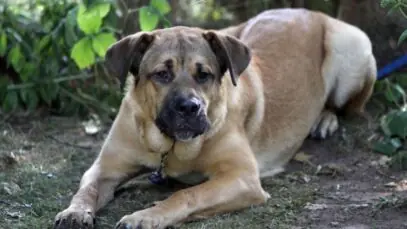 Fila Brasileiro, uma raça nativa