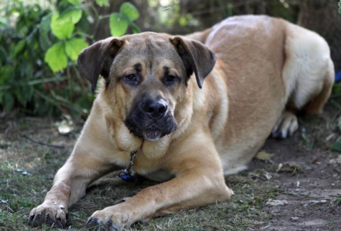 Imagem relacionada a: Fila Brasileiro, uma raça nativa