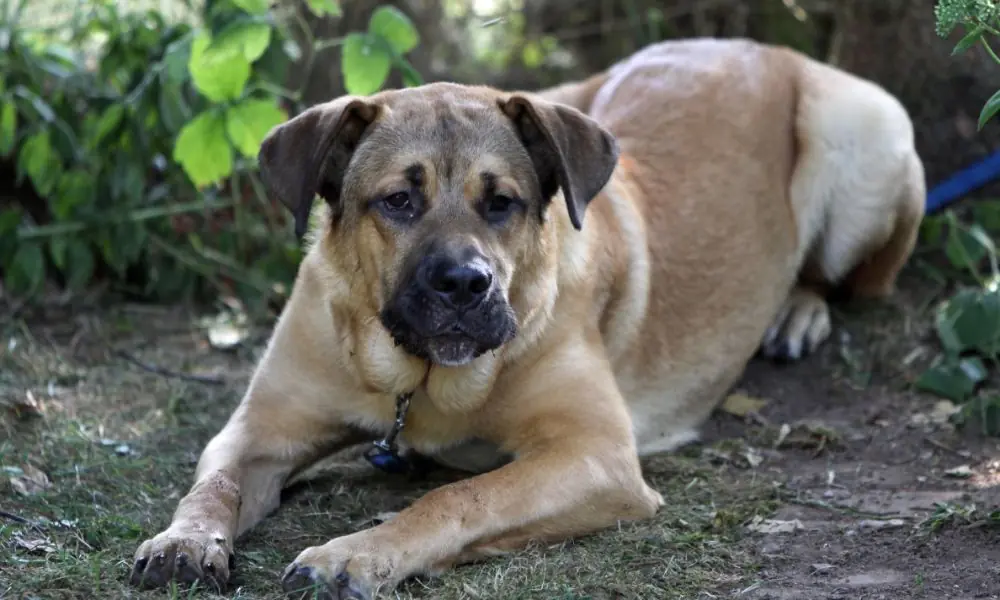 Fila Brasileiro, uma raça nativa