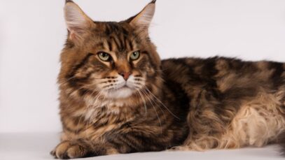 Gato gigante, fama e meiguice idem gato gigante