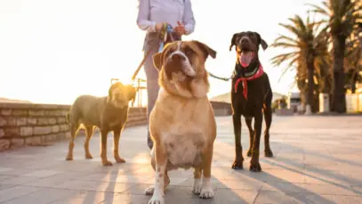 Maior evento de cães do mundo