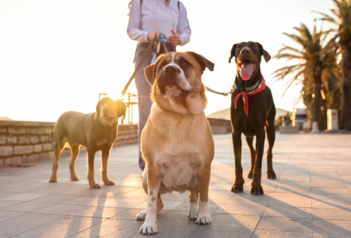 Maior evento de cães do mundo