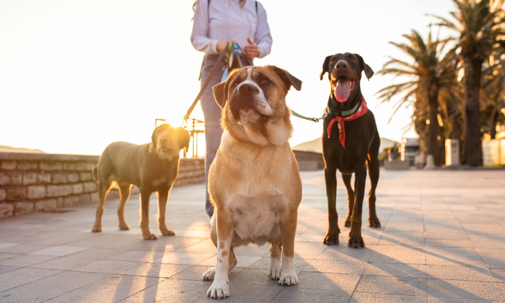 Maior evento de cães do mundo