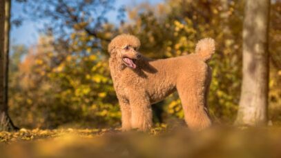O aristocrático poodle gigante poodle gigante