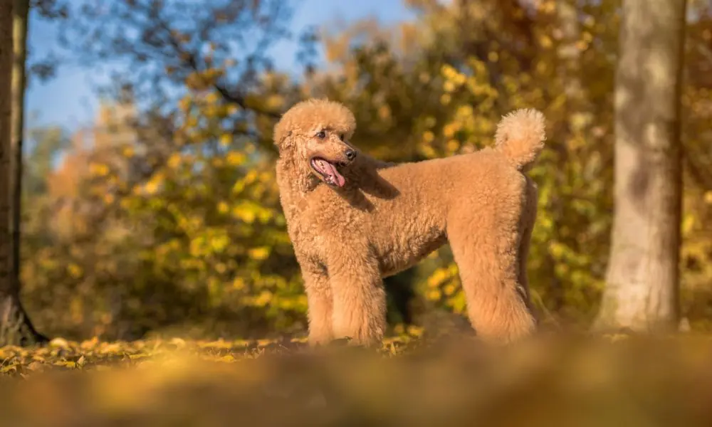 poodle gigante