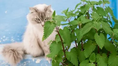 Erva de gato