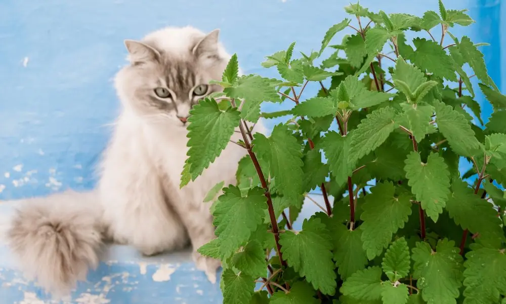 Erva de gato