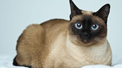 Os inconfundíveis gatos siameses gatos siameses