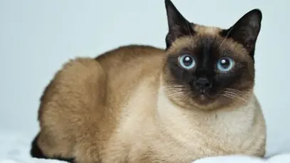 gatos siameses