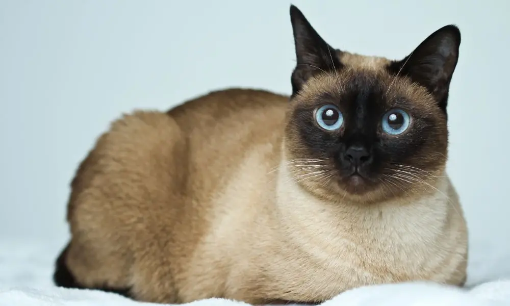 gatos siameses