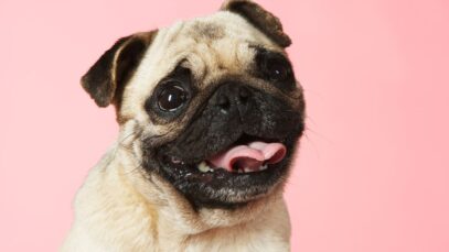 Outubro Rosa Pet conscientização sobre o câncer de mama em animais câncer de mama em animais