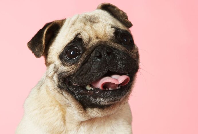 câncer de mama em animais