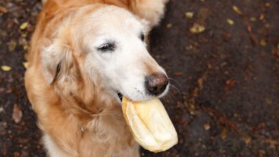 Saiba quais os alimentos que prendem o intestino do cachorro Alimentos que prendem o intestino do cachorro