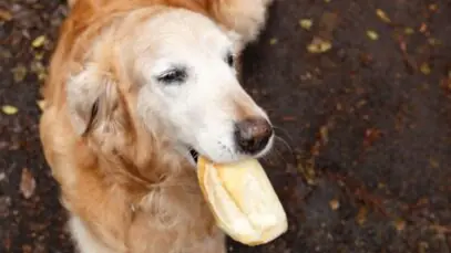 Alimentos que prendem o intestino do cachorro