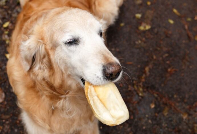 Alimentos que prendem o intestino do cachorro